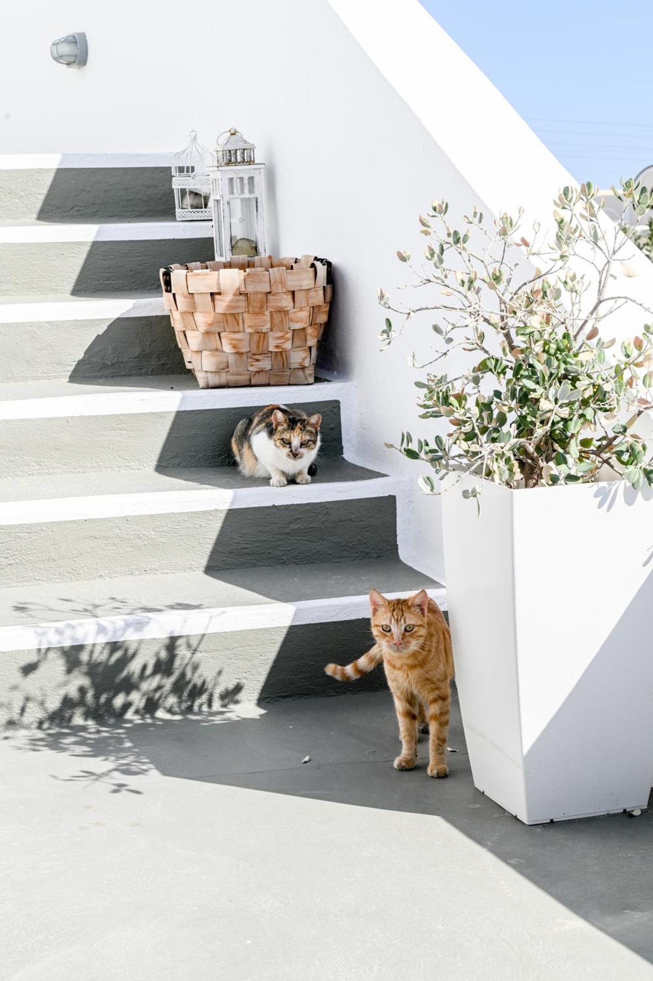White Curves Santorini Bed & Breakfast Akrotiri  Exterior photo